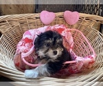 Small Photo #6 Havanese Puppy For Sale in HARRISONBURG, VA, USA