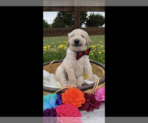 Double Doodle Puppy for Sale in MURPHY, Texas USA