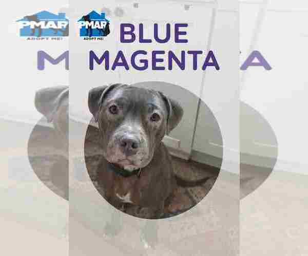 Medium Photo #1 Mutt Puppy For Sale in Binghamton, NY, USA