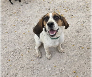 Beagle Dogs for adoption in Las Vegas, NV, USA