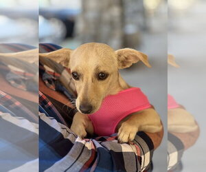 Chihuahua Dogs for adoption in Dana Point, CA, USA
