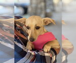 Small Chihuahua