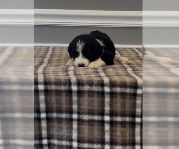 Medium Photo #4 Bernedoodle-Labradoodle Mix Puppy For Sale in MILFORD, NJ, USA