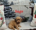 Small #5 Havanese
