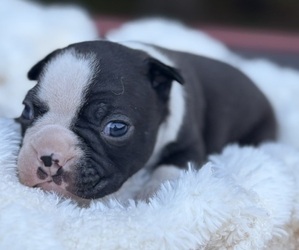 Boston Terrier Puppy for sale in HICKORY, NC, USA
