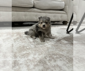 Pomeranian Puppy for Sale in ROSEVILLE, California USA