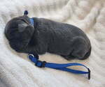 Puppy 7 Labrador Retriever