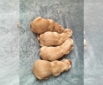 Small #7 Golden Retriever