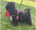 Small #2 Morkie