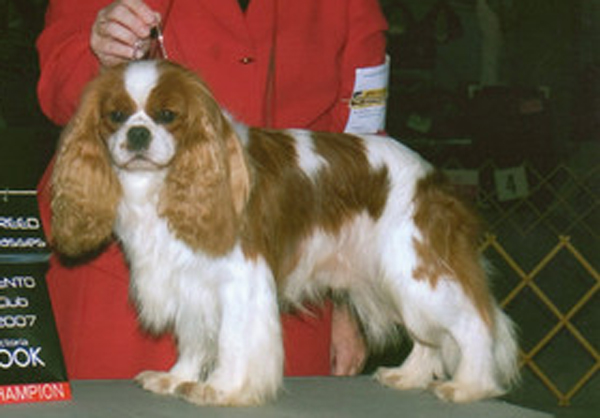 Medium Photo #1 Cavalier King Charles Spaniel Puppy For Sale in OKLAHOMA CITY, OK, USA