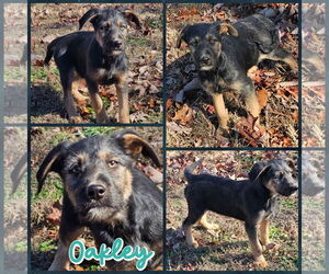 German Shepherd Dog-Unknown Mix Dogs for adoption in Blacksburg, SC, USA