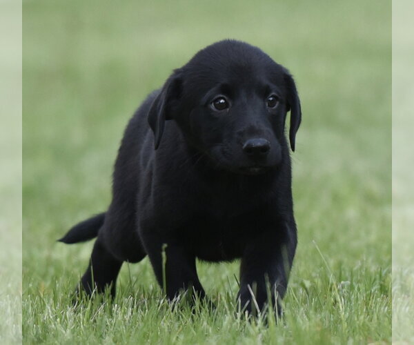 Medium Photo #3 Borador Puppy For Sale in Mechanicsburg, PA, USA