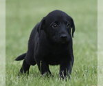 Small #2 Borador