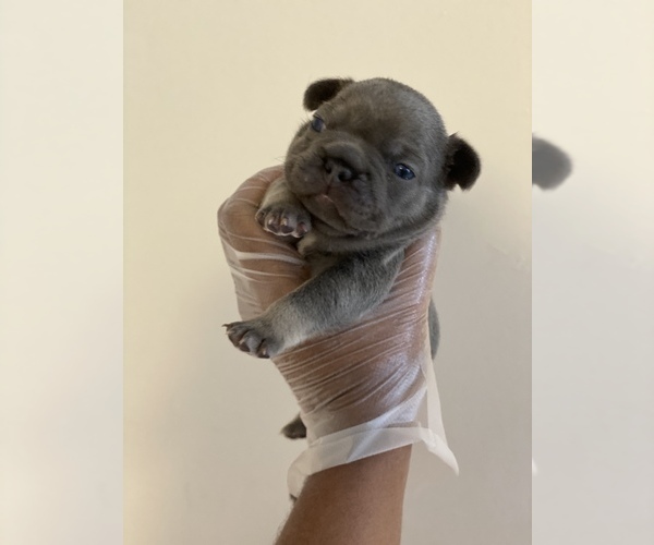 Medium Photo #1 French Bulldog Puppy For Sale in CONLEY, GA, USA