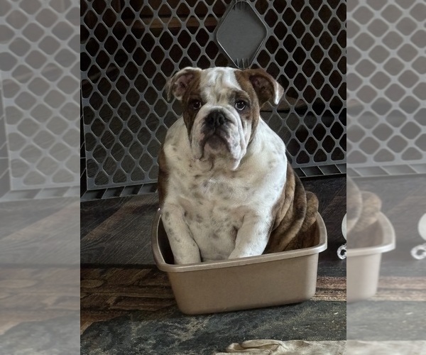 Medium Photo #4 English Bulldog Puppy For Sale in MARIANNA, FL, USA
