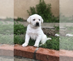 Labrador Retriever Puppy for Sale in MORENO VALLEY, California USA
