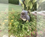 Small #1 Faux Frenchbo Bulldog