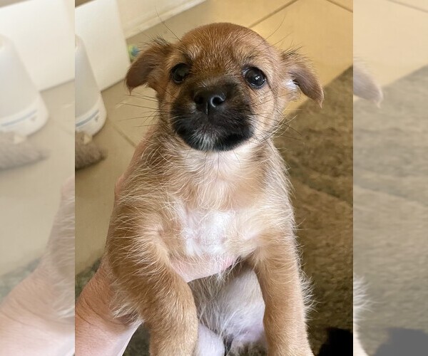 Medium Photo #3 Morkie Puppy For Sale in CAPE CORAL, FL, USA