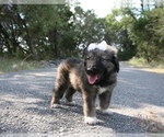 Small Photo #7 Great Pyrenees-Newfoundland Mix Puppy For Sale in SPRING BRANCH, TX, USA