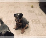 Small Photo #22 Australian Cattle Dog Puppy For Sale in PAHRUMP, NV, USA