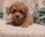 Small Photo #25 Cockapoo Puppy For Sale in GOSHEN, IN, USA