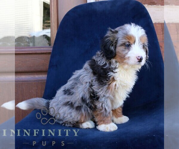 Medium Photo #4 Bernedoodle (Miniature) Puppy For Sale in NARVON, PA, USA