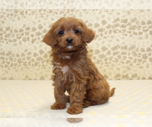 Medium Photo #4 Cavapoo Puppy For Sale in DENVER, PA, USA