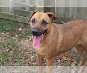 Pecan Pinwheel - Male Black Mouth Cur-Carolina Dog Mix Dog for Adoption - Photo #4