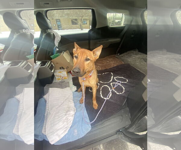 Medium Photo #2 German Shepherd Dog Puppy For Sale in Millburn, NJ, USA