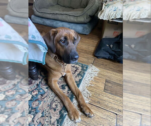 Medium Photo #1 Redbone Coonhound-Unknown Mix Puppy For Sale in Ball Ground, GA, USA