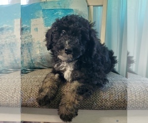 Miniature Bernedoodle Puppy for sale in ELKHART, IN, USA