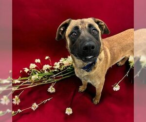 German Shepherd Dog-Saint Bernard Mix Dogs for adoption in Brighton, CO, USA