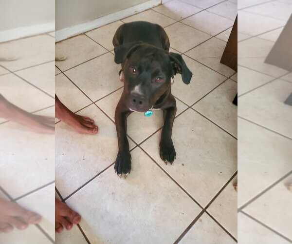 Medium Photo #7 Staffordshire Bull Terrier-Unknown Mix Puppy For Sale in Chandler, AZ, USA
