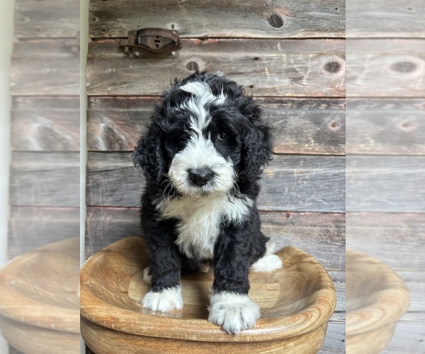 Medium Photo #11 Bernedoodle Puppy For Sale in POPLAR, WI, USA