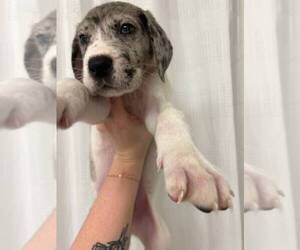 Great Dane Puppy for sale in TUCSON, AZ, USA