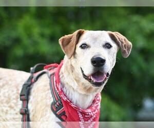 Catahoula Leopard Dog Dogs for adoption in Tavares, FL, USA