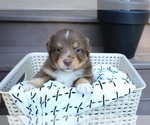 Puppy Cadet Miniature Australian Shepherd