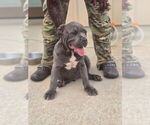 Puppy Crestone American Bully