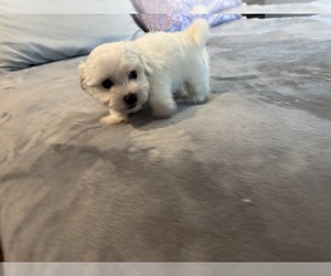Maltichon Puppy for sale in CONWAY, SC, USA