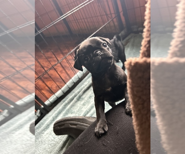Medium Photo #3 Pug Puppy For Sale in BLOOMINGTON, IL, USA