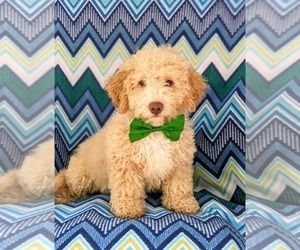 Sheepadoodle Puppy for sale in GLEN ROCK, PA, USA
