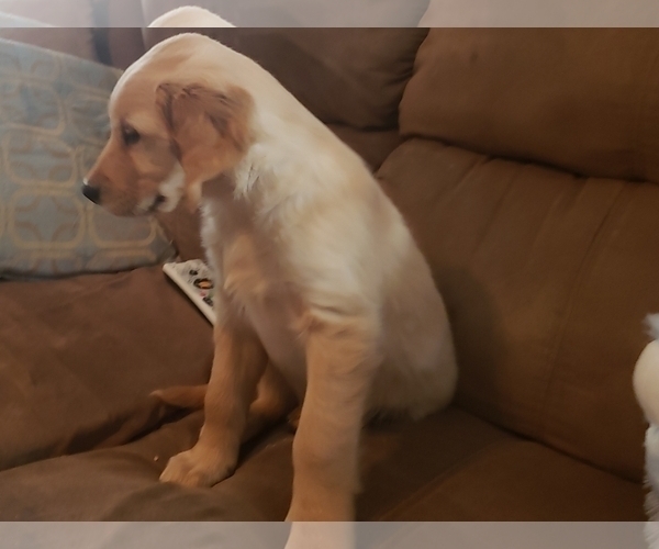 Medium Photo #17 Golden Retriever Puppy For Sale in CLAREMORE, OK, USA