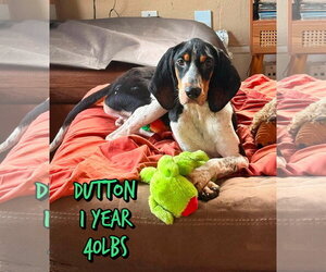 Mutt Dogs for adoption in Woodbury, NY, USA