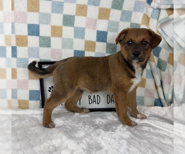 Medium Photo #5 Australian Cattle Dog Puppy For Sale in FRANKLIN, IN, USA