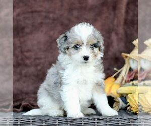 Bernedoodle (Miniature) Puppy for sale in LITITZ, PA, USA