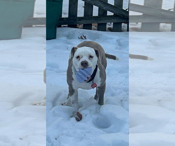 Medium Photo #6 Mutt Puppy For Sale in Mount Laurel, NJ, USA