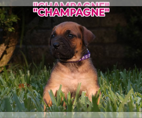 Medium Photo #12 America Bandogge Mastiff Puppy For Sale in DEER PARK, TX, USA