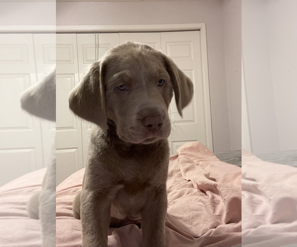 Medium Photo #2 Labrador Retriever Puppy For Sale in CASCADE LOCKS, OR, USA