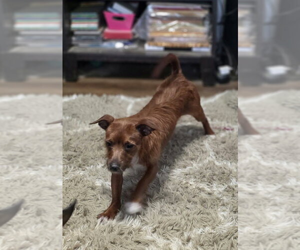 Medium Photo #3 Dachshund-Unknown Mix Puppy For Sale in Aurora, IN, USA