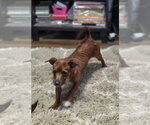 Small #2 Dachshund Mix